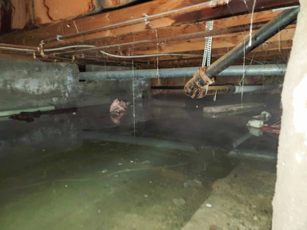 Best Water damage cleanup near me  in Pardeeville, WI